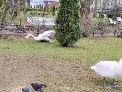 Рыбинцы бьют тревогу из-за раненого лебедя в Карякинском саду Новости Ярославля 