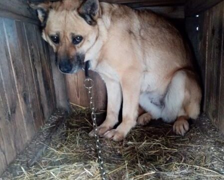 В Ярославле впервые за два года заключен контракт на отлов бездомных собак Новости Ярославля 