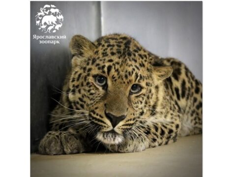 В Ярославском зоопарке появился первый леопард Новости Ярославля 